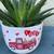 A lovely bowl of Gasteria Flow aloe 2 thumbnail