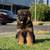 AKC German shepherd 1 thumbnail
