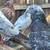 PIGEONS 4 thumbnail