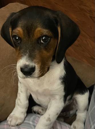 Rehoming needed, male beagle, 1 year old (Dublin)63654749608321121