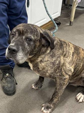 Brindle Mastiff - 7 year old male 1