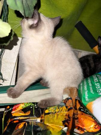 Kittens (3 months old) (South shore near Braintree)63952158512131121