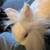 Lionhead Bunny Rabbit Groomer 4 thumbnail