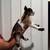 Nigerian Dwarf Goats 16 thumbnail