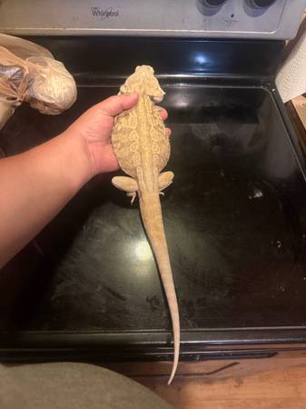 Bearded dragons (Alvin)579129730558873601