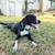 Lab & blue Heeler mix. 2 thumbnail