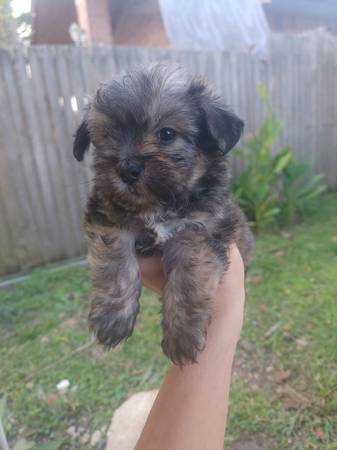 **Yorkipoo puppies** 1