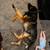 AKC Male German Shepherd 1 thumbnail