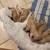 Adopt a pet 3 thumbnail