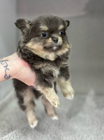 Pomchi-Rocket (Broken Arrow)64054492559363122