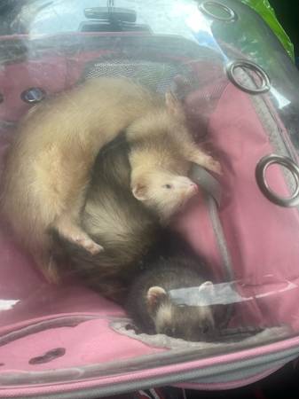 Rehoming 2 male ferrets (Harker Heights)63839344516611121