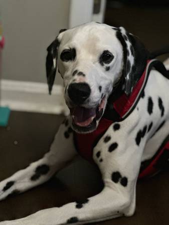 Free Dalmation to Good Home (Cincinnati)63908215402883122