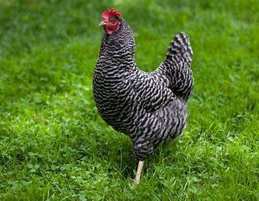 Barred Rock Roosters (chickens) 1