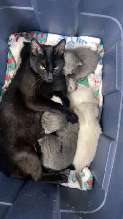 Baby kittens (Startup)63697527115395120