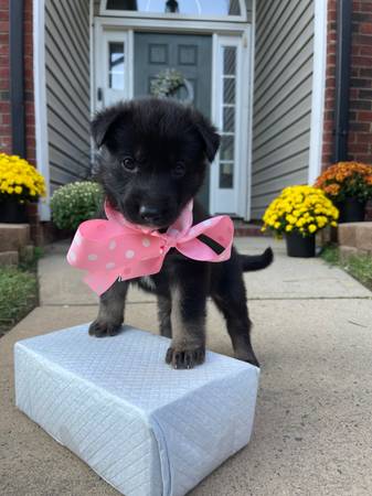 German Shepherds (Matthews)63927657752707122