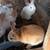 Easter  Bunnies 3 thumbnail