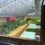 FISH /FOOD/ VEGTABLES/ GREENHOUSE /FARMS 5 thumbnail