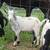 Goats 2 thumbnail