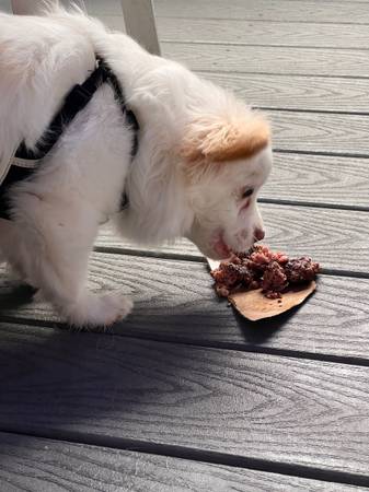 1 year old Pom-Chi In need of rehoming (Chula Vista)64038278774275121