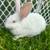 Flemish giant bunnies 2 thumbnail