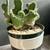 Crested Cactus in Ikea Color Block Porcelain Pot 2 thumbnail