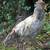 Icelandic roosters 1 thumbnail