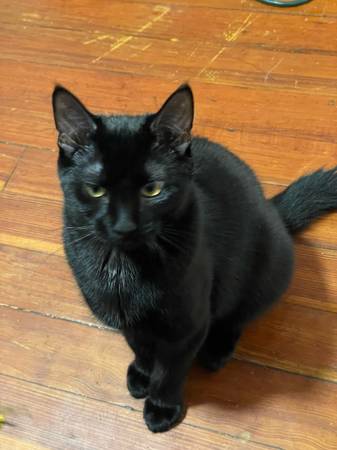 Rehoming my cat due to moving (Providence)63670004591233124