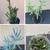 Succulents, cacti, other plants 9 thumbnail
