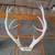 5 x 5 Mule Deer Antlers 3 thumbnail