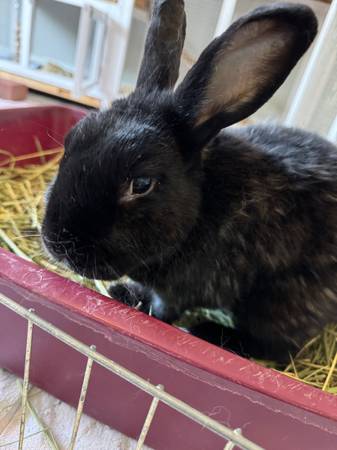 Bunny Rabbits, Princess and Stan, seek loving home (berkeley)64188536803330122