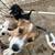 Papillion/chihuahua mix & chihuahua/dashhound mix 13 thumbnail