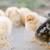 🍂 FALL SALE — 30% OFF CHICKENS & COOPS! 🍁 (Delivered) 3 thumbnail
