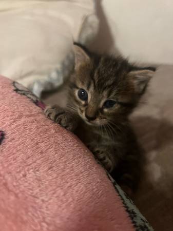 Kitten para reubicar (Silver Springs)63861782102273121