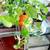 Plant for sale 3 thumbnail