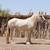 Palomino Gypsy Vanner 4 thumbnail