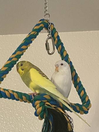 Rehoming pair of parakeets (Great Lakes)63735873877249120