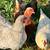 laying hens and pullets 7 thumbnail