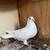White Homing Pigeons. Wedding Doves 4 thumbnail