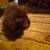 Rehome young kitten 6 weeks old 2 thumbnail