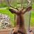 8 Point Deer Mount! 3 thumbnail