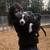 DOG TRAINING (Coaching for dogs and humans) 4 thumbnail