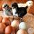 HATCHING EGGS 1 thumbnail