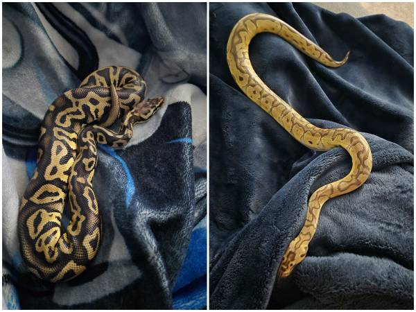 Ball python pair!!! 1
