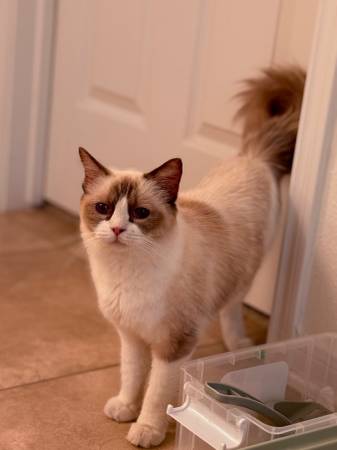 Ragdoll rehome for a small fee (Cypress)63859316373891122