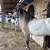 Andalusian gelding 5 thumbnail