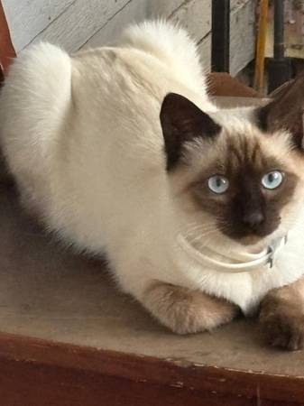 Siamese Male Kitten 1