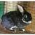 Small breed rabbits 13 thumbnail