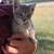 kittens 3 thumbnail
