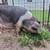 Feeder Piglets in Marmaduke-NO HOLDS 4 thumbnail