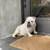 DOG LOVERS, PAID OPPORTUNITY TO FOSTER A DOG! 2 thumbnail